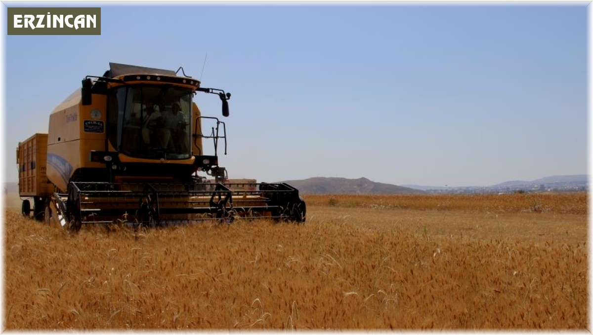 Hububatta biçerdöver ile hasat işlemleri sürüyor