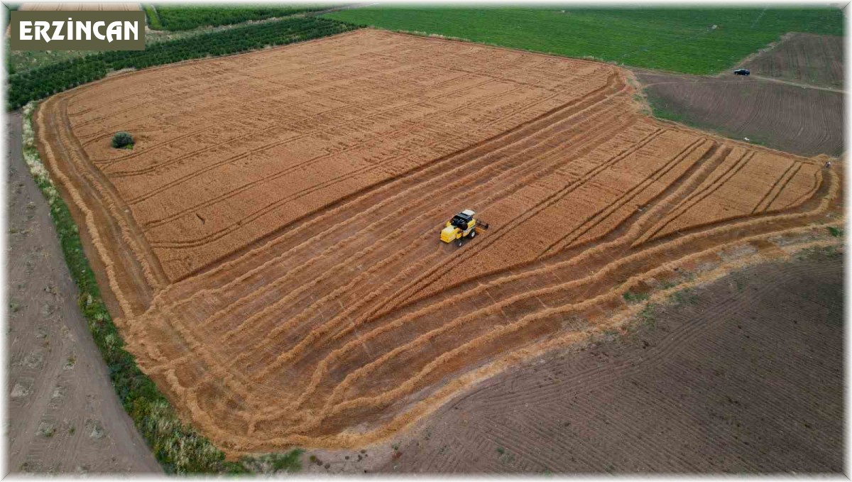 Hububatta sarı pasa dikkat!