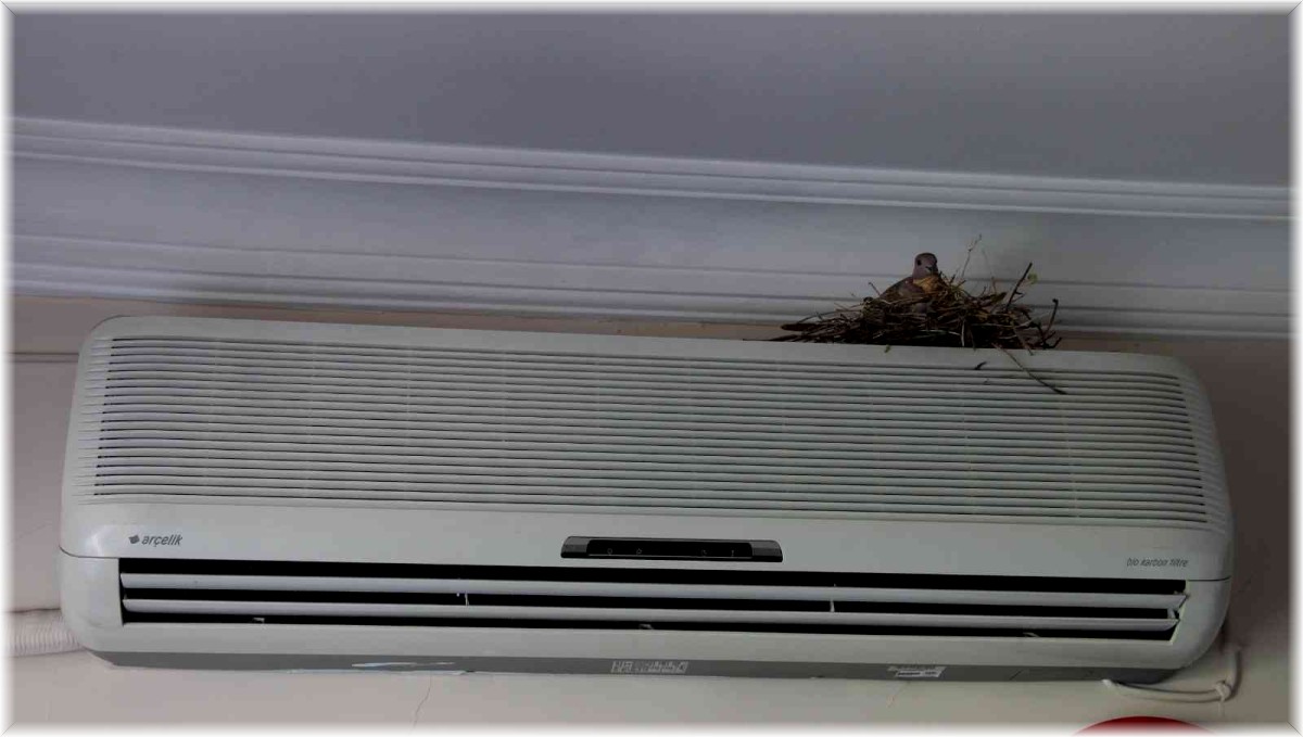 Hükümet konağına giren kumru, klimanın üzerine yuva yaptı