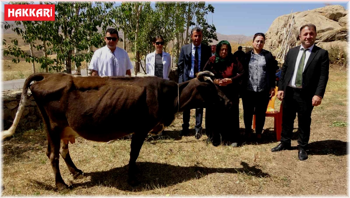 Hüngür hüngür ağlayan kadına bir inek de valilikten