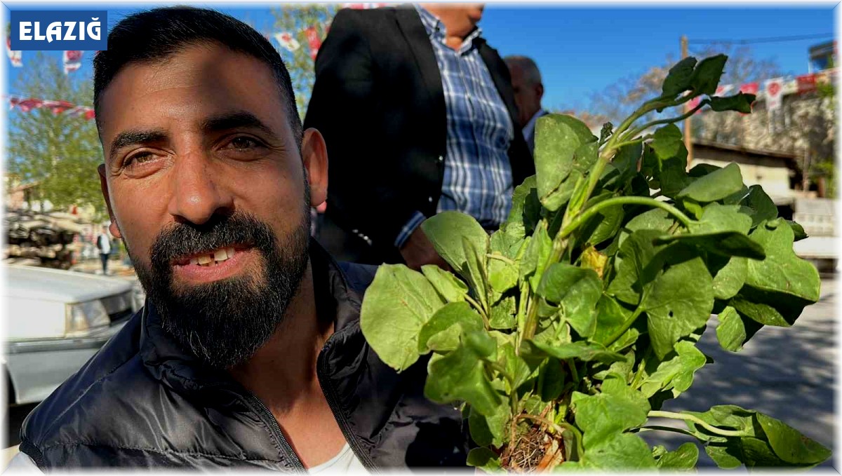 İbn-i Sina'nın önerisi 'kuzu kulağı' her derde deva