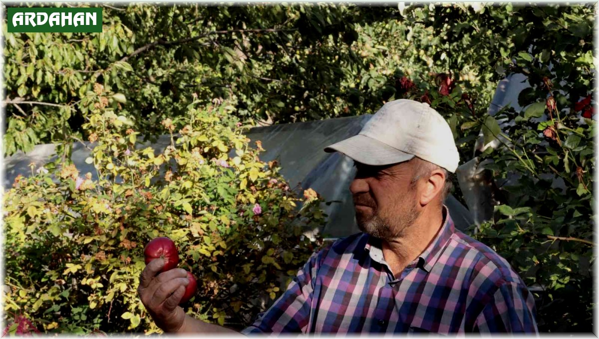 İçi kırmızı elma kanser hastalarına şifa