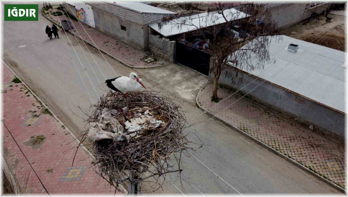 Iğdır'a gelen leylekler yuva için yüksek yerleri seçiyor