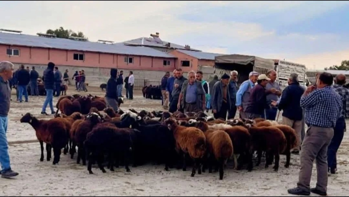 Iğdır canlı hayvan pazarı yeniden açıldı