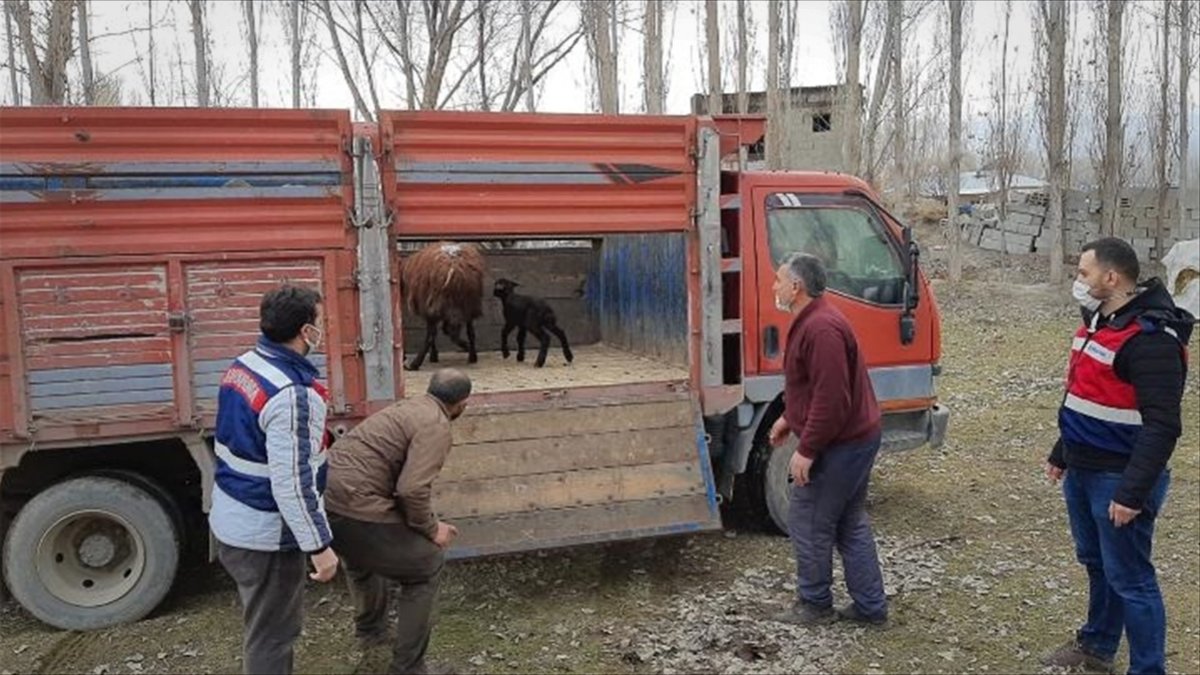 Iğdır'da 2 koyunu çalan 7 kişi, jandarma ekiplerince yakalandı