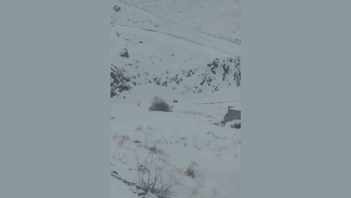 Iğdır'da aç kalan 3 vaşak köye indi