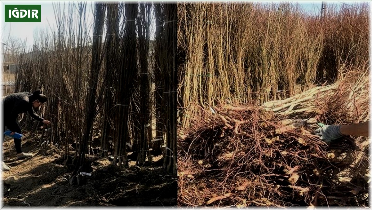 Iğdır'da açıkta ve araç üzerinde fidan satışı yasaklandı