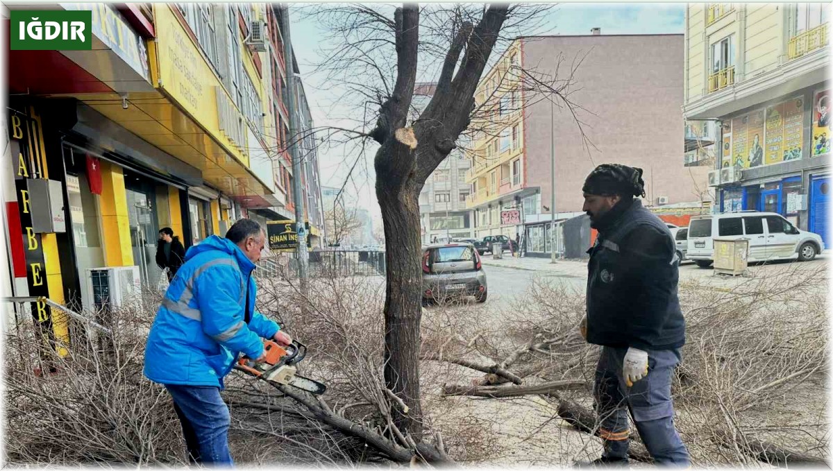 Iğdır'da ağaç budama çalışmaları devam ediyor