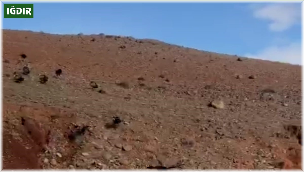 Iğdır'da akbabalar sürü halinde görüntülendi