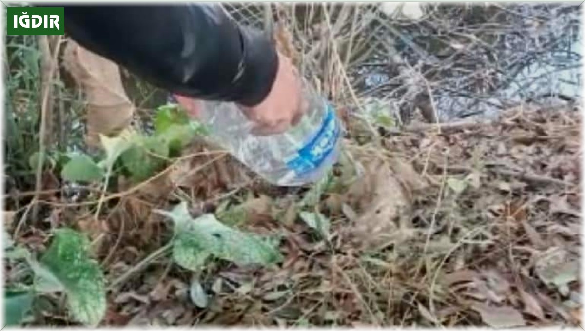 Iğdır'da apartman bodrumunda yakalanan su yılanı doğaya bırakıldı