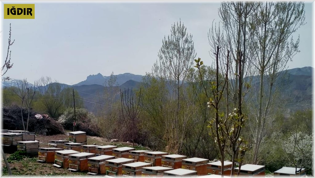 Iğdır'da arı kovanı hırsızlığı: 1 kişi tutuklandı