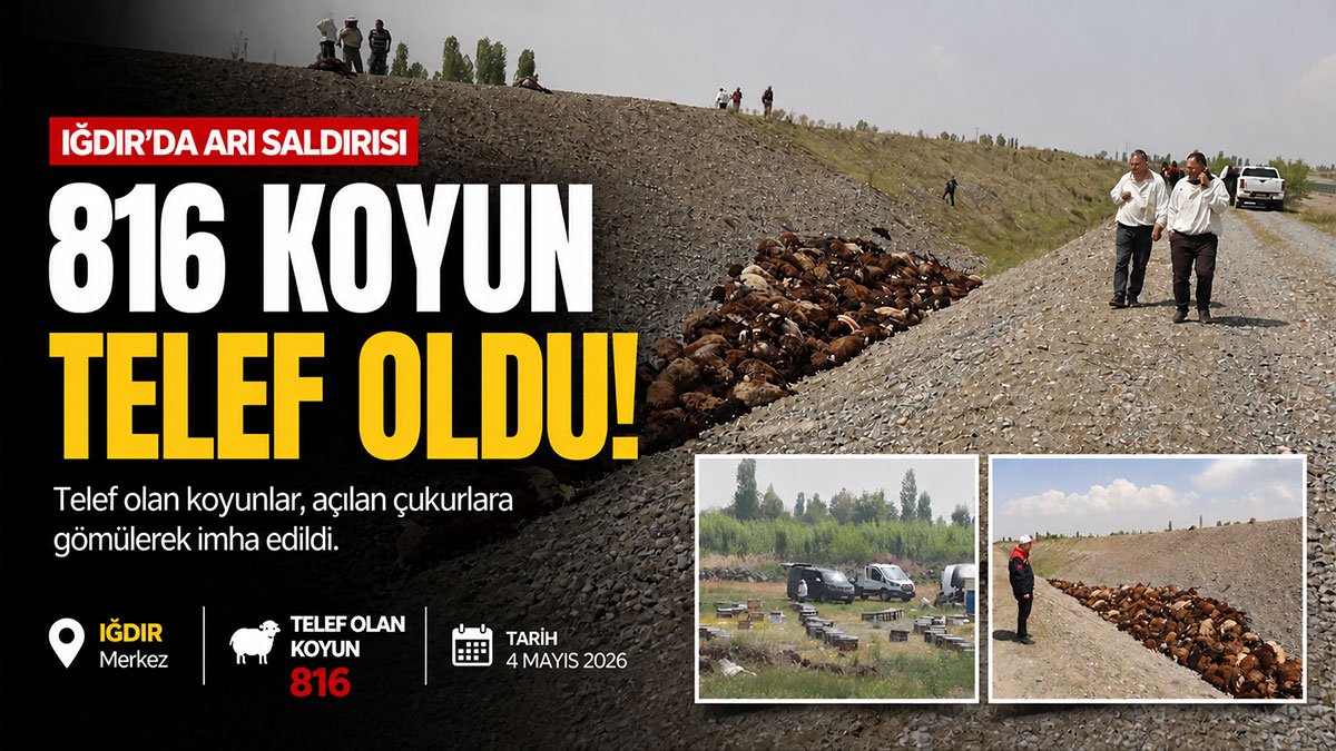 Iğdır'da arı saldırısı: 816 koyun birbirini ezerek telef oldu