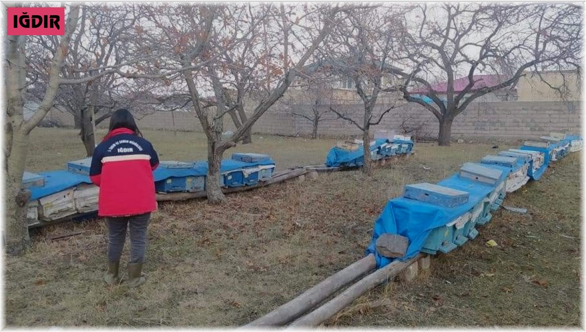 Iğdır'da arılı kovan desteklemeleri