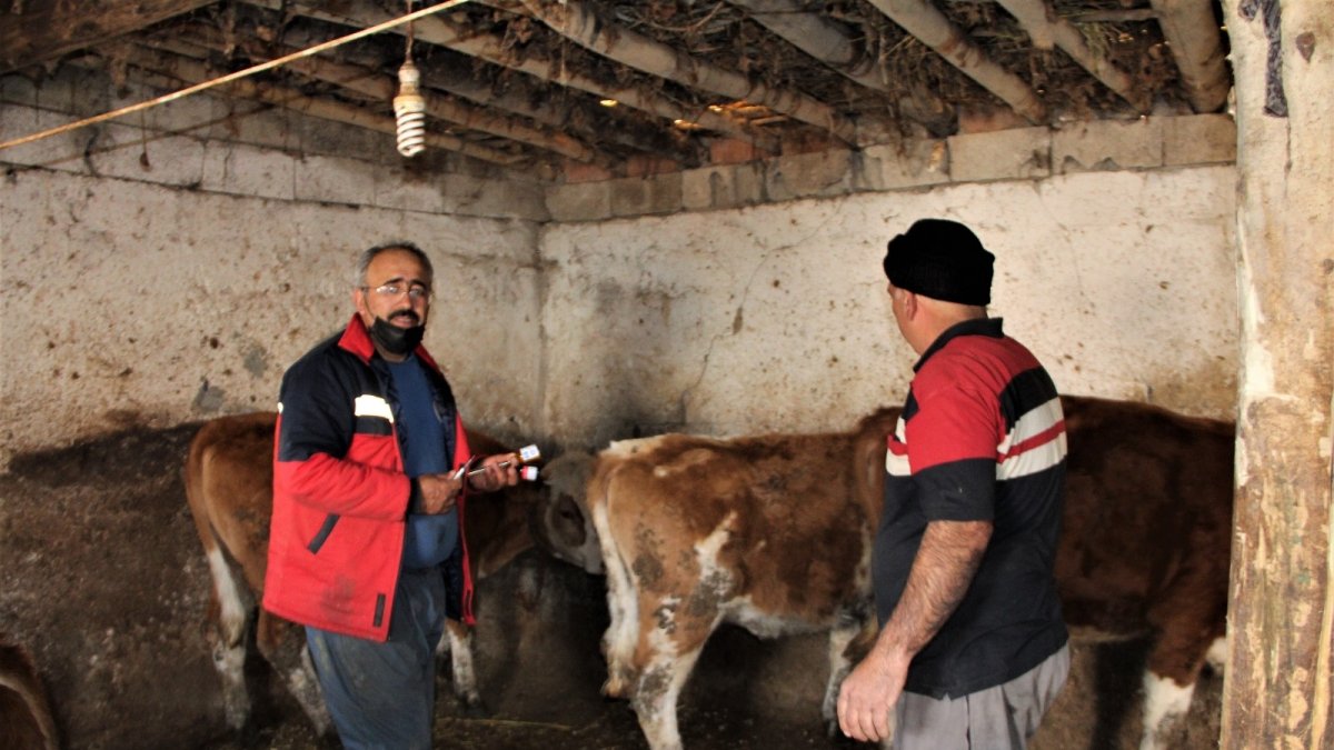 Iğdır'da aşı küpe ve hayvan tespit çalışmaları devam ediyor