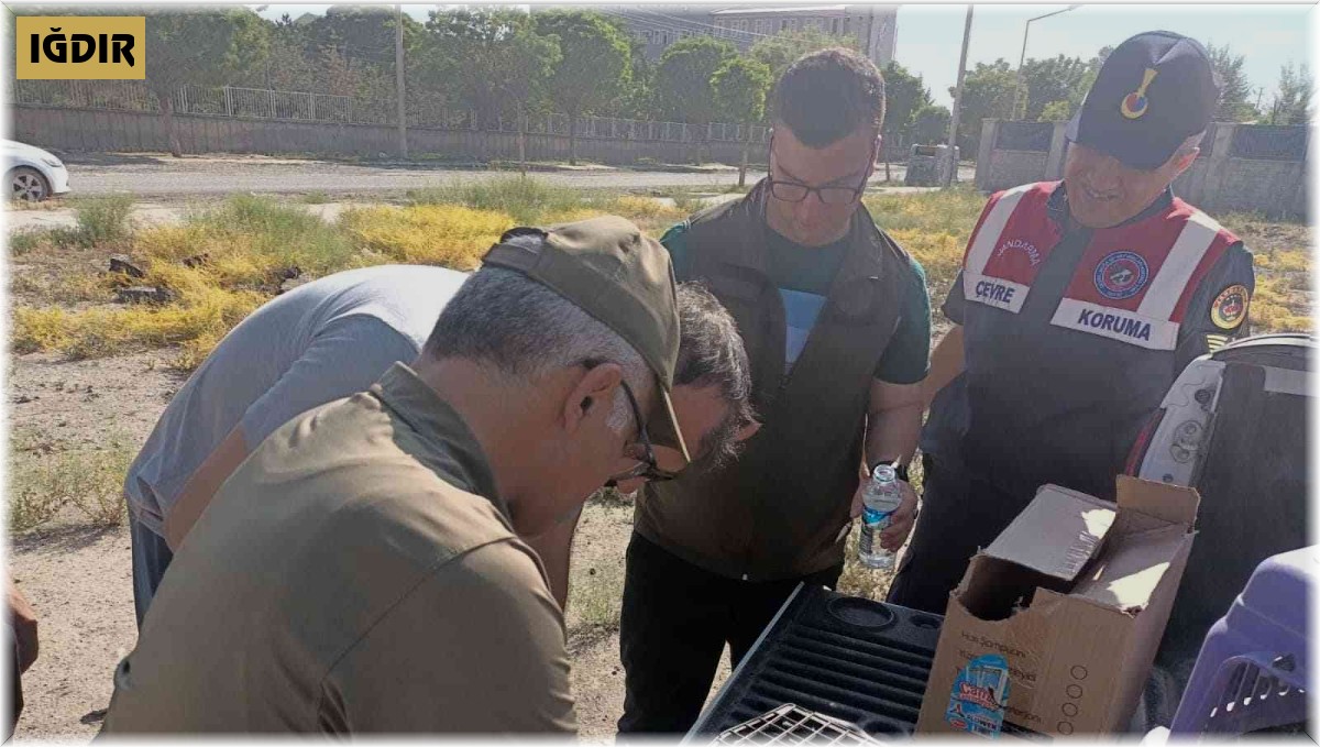 Iğdır'da ayağı ipe dolanan karga kurtarıldı