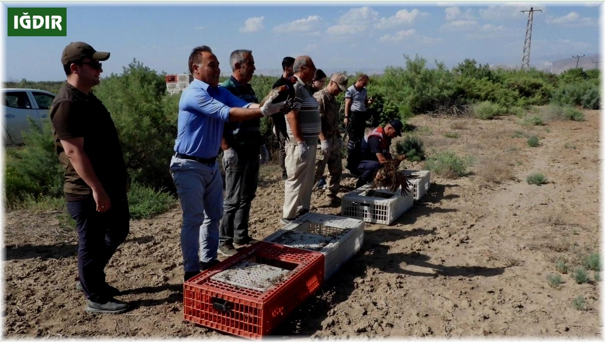 Iğdır'da bin adet sülün doğaya bırakıldı