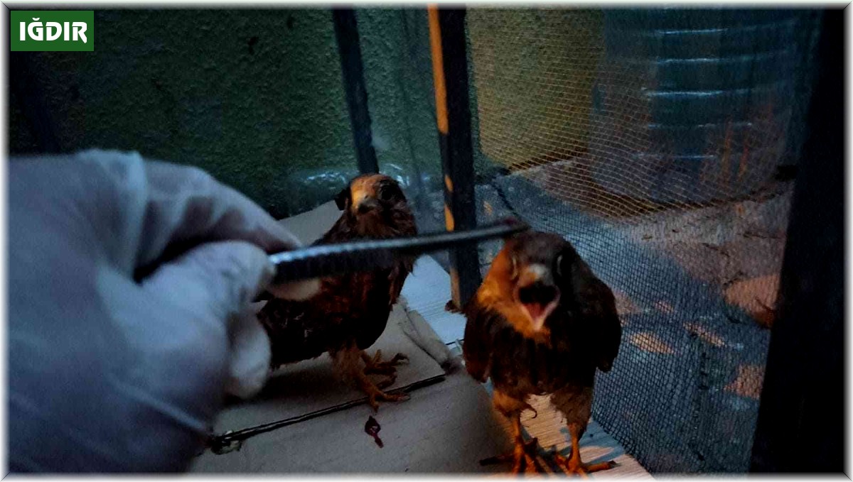 Iğdır'da bitkin düşen kerkenez yavruları tedavi altına alındı