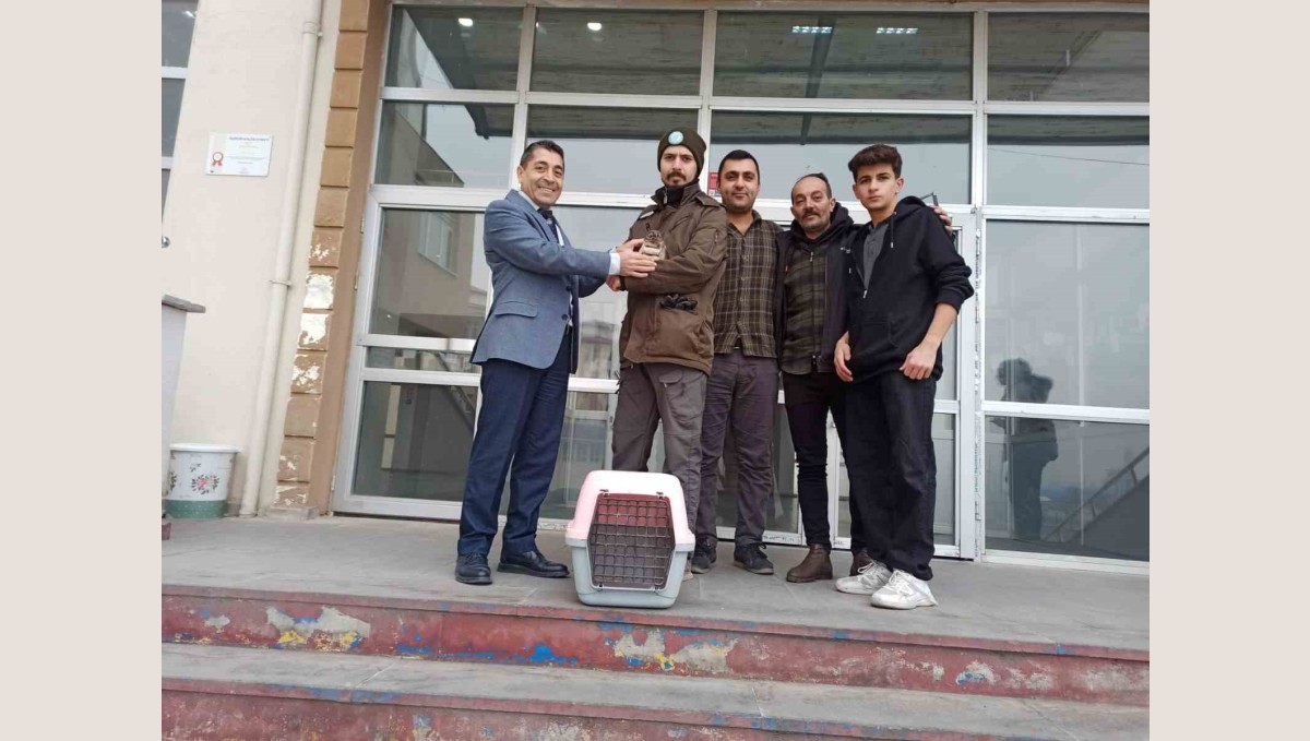 Iğdır'da bitkin halde bulunan kukumav kuşu tedaviye alındı