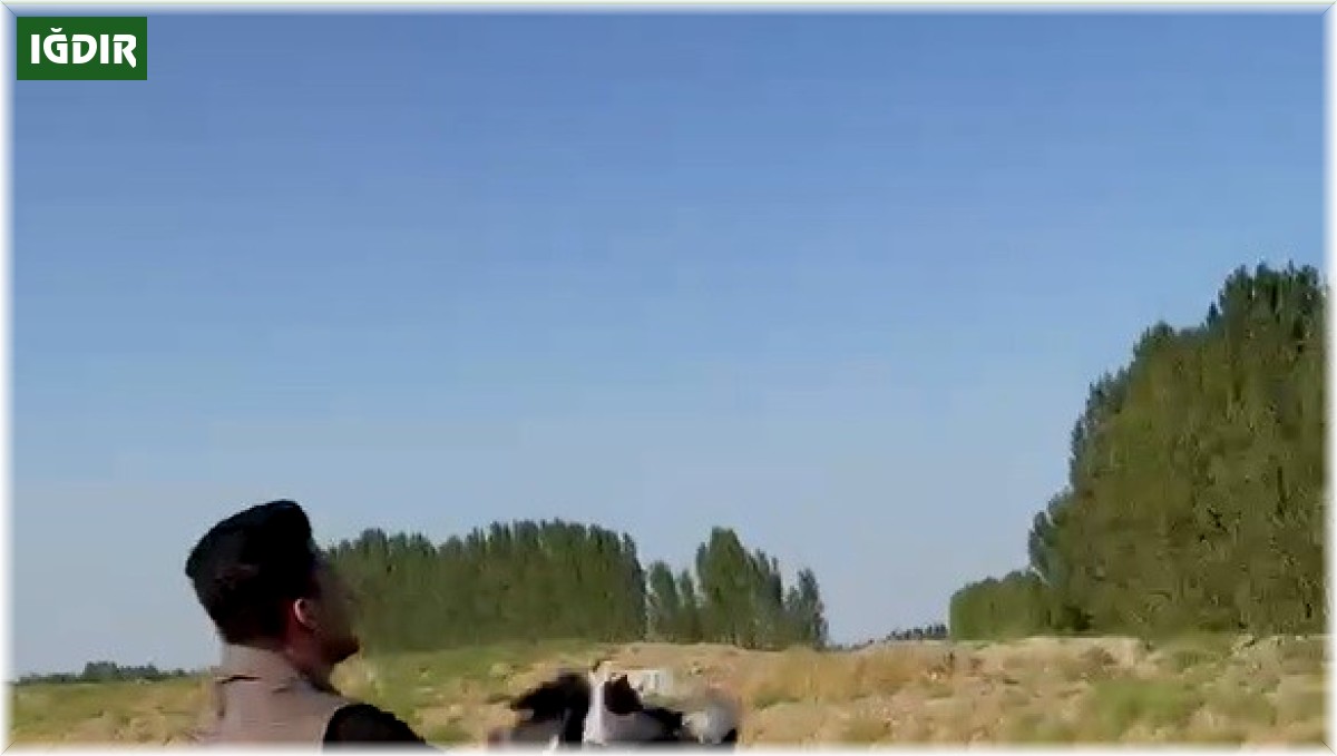 Iğdır'da bitkin halde bulunan leylek doğaya bırakıldı