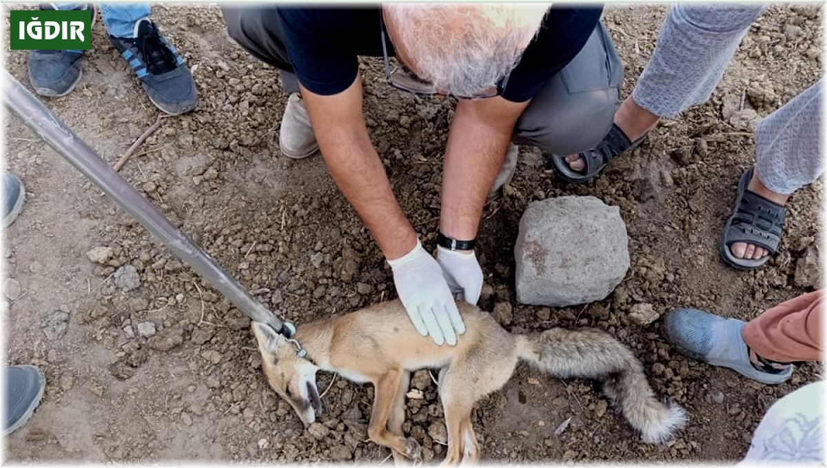 Iğdır'da bulunan felçli tilki tedavi altına alındı