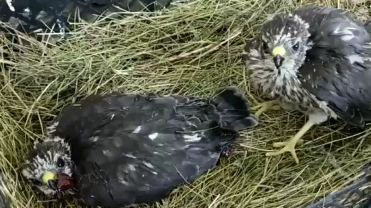 Iğdır'da bulunan yavru kartallar korumaya alındı