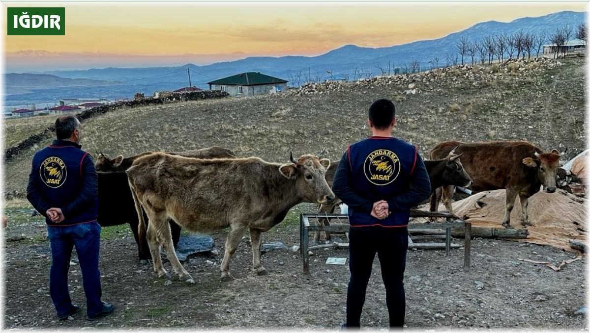 Iğdır'da çalınan hayvanlar bulunarak sahibine teslim edildi