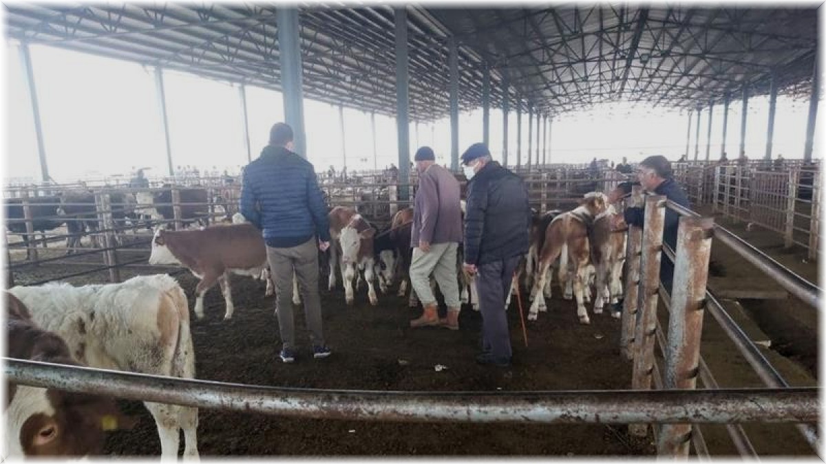 Iğdır'da canlı hayvan pazarında denetim ve kontroller aralıksız devam ediyor