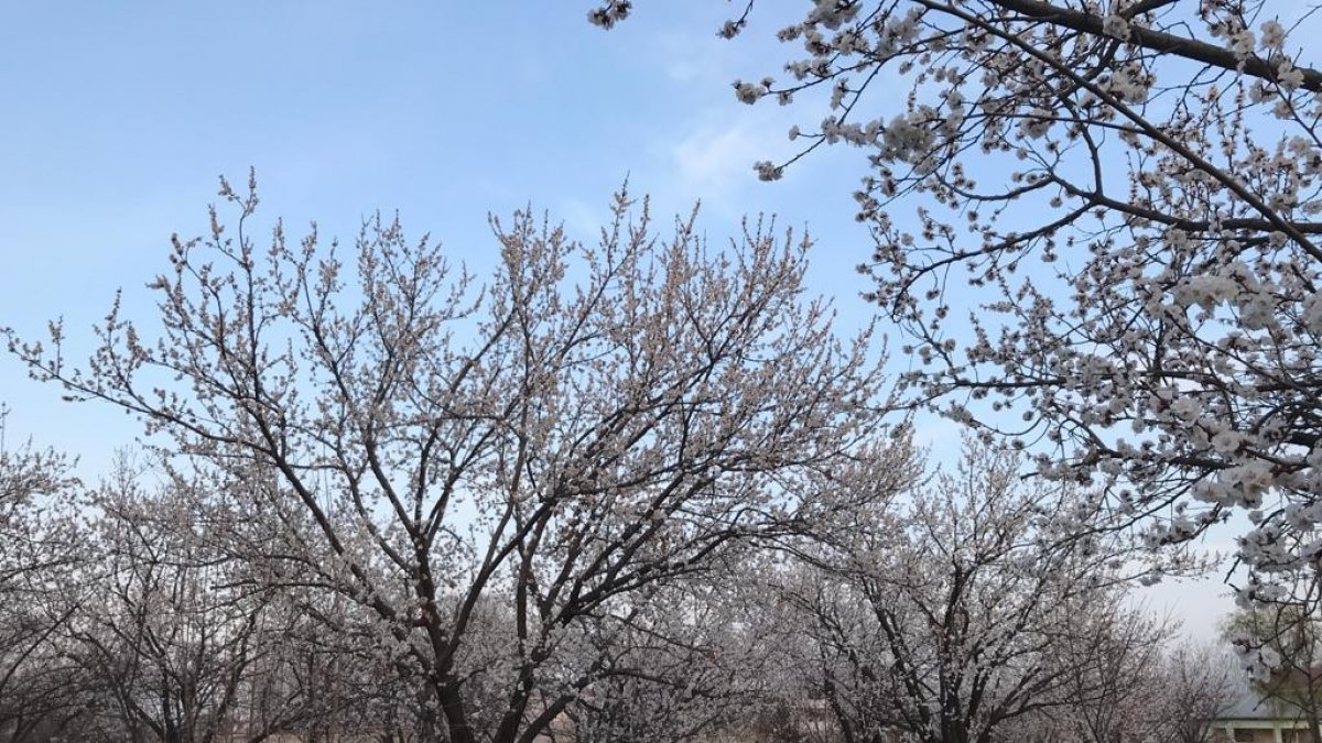 Iğdır'da çiçek açan kayısı ağaçları göz kamaştırıyor