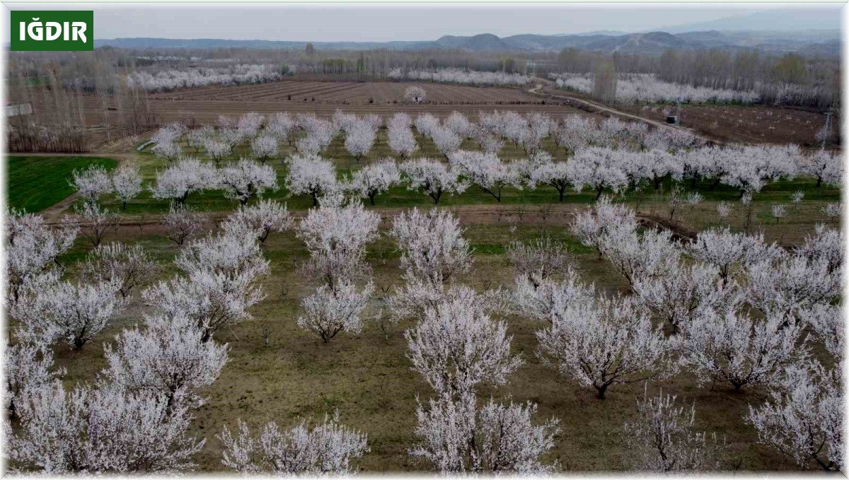 Iğdır'da çiçek açan kayısı ağaçlarından görsel şölen