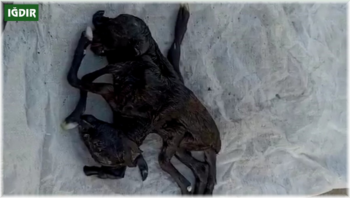 Iğdır'da çift başlı altı ayaklı oğlak dünyaya geldi