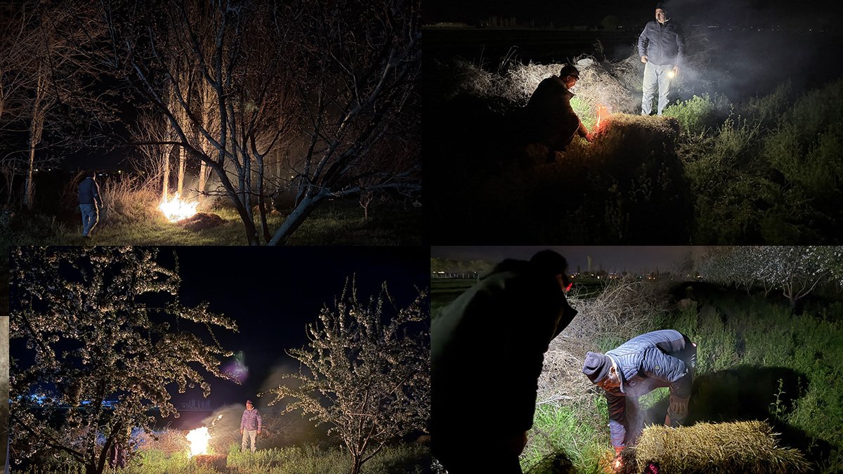 Iğdır'da çiftçiler meyve ağaçlarını dondan korumak için gece boyu ateş yakıyor