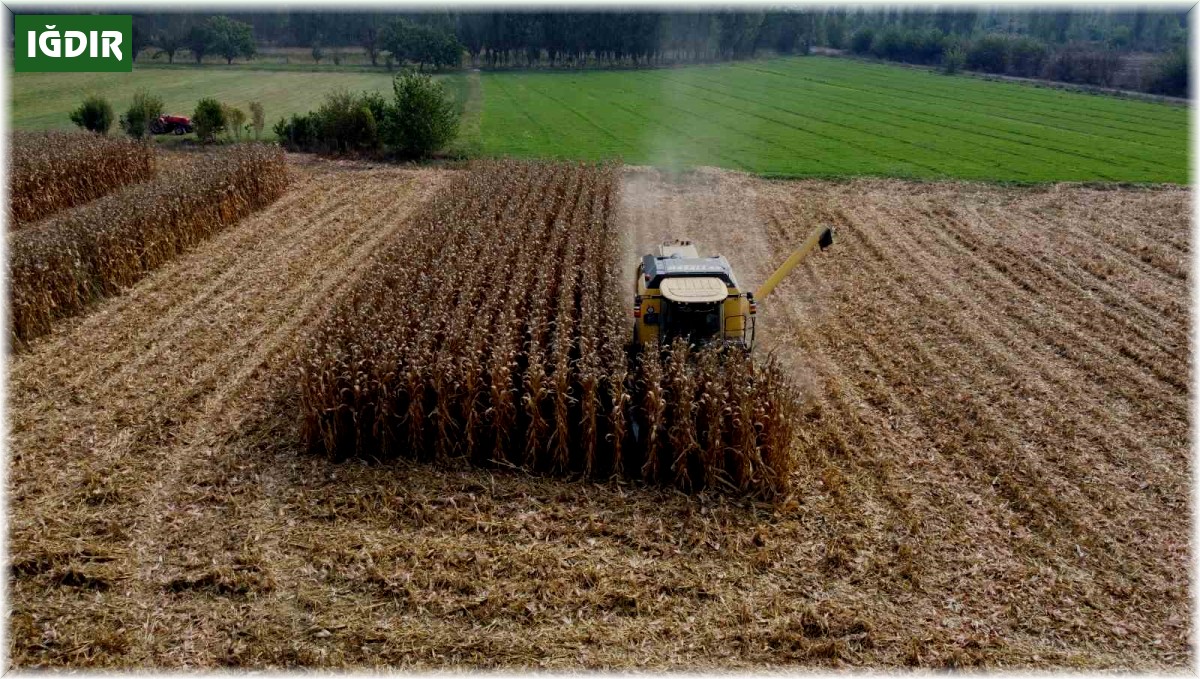 Iğdır'da dane mısır hasadı başladı