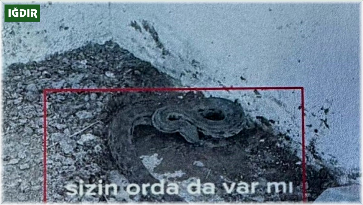 Iğdır'da engerek yılanlarını yakalayıp videosunu paylaşan çobana 5 bin 500 lira ceza