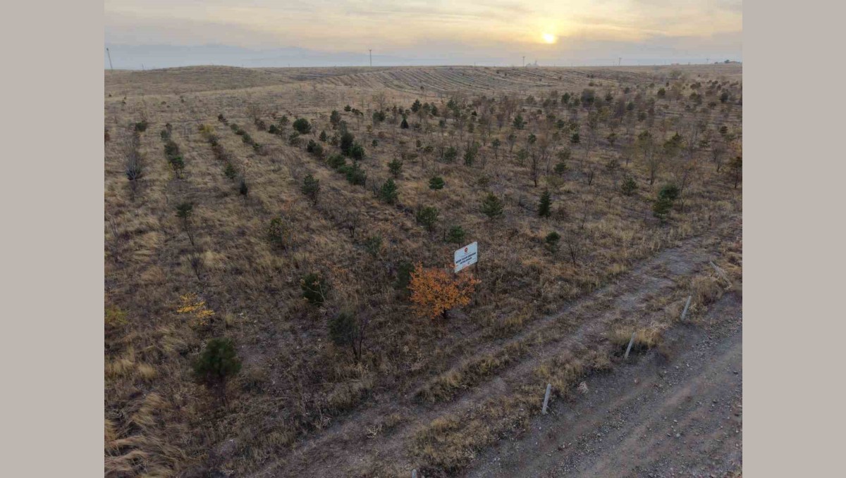 Iğdır'da fidanlar toprakla buluştu