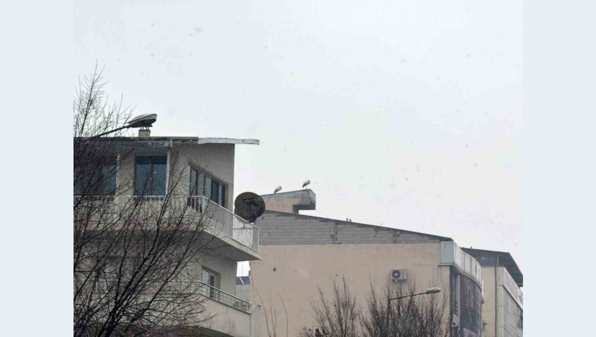 Iğdır'da göç etmeyen leylekler kar altında kaldı