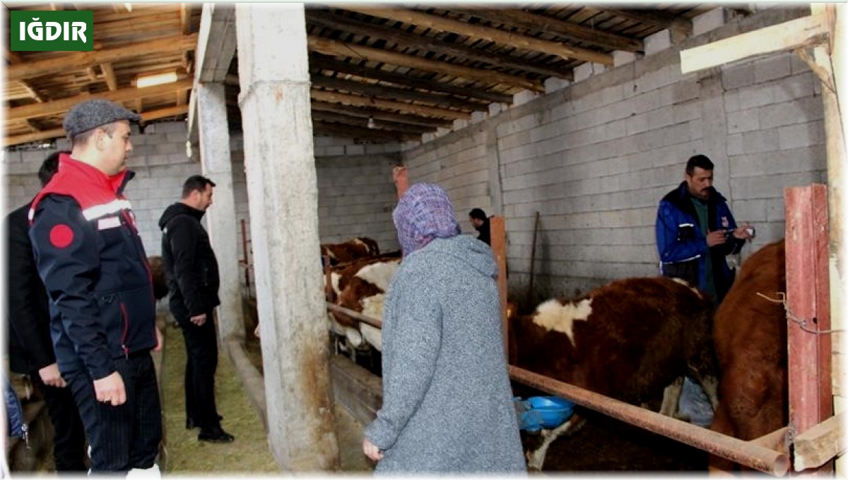 Iğdır'da hayvan aşılama çalışmaları devam ediyor