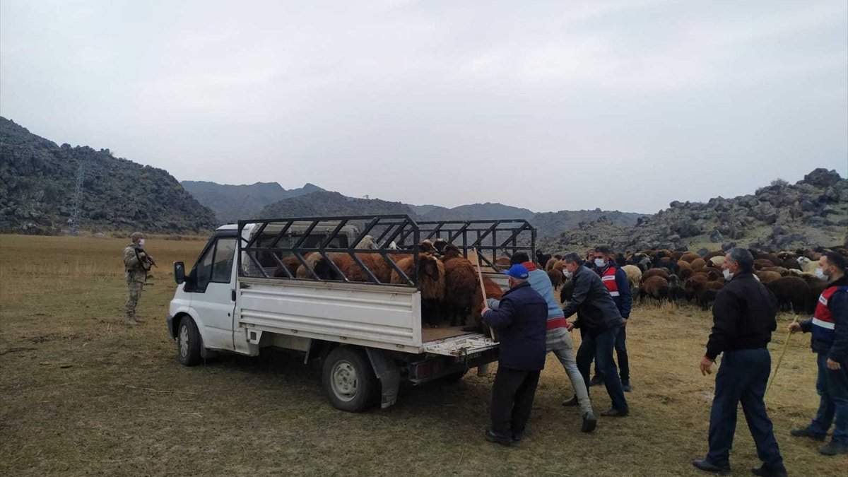 Iğdır'da hayvan hırsızlığı operasyonunda 2 kişi yakalandı