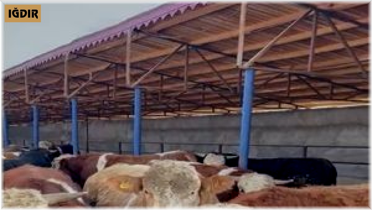 Iğdır'da hayvan satışı vaadiyle dolandırıcılık yapan 2 kişi tutuklandı