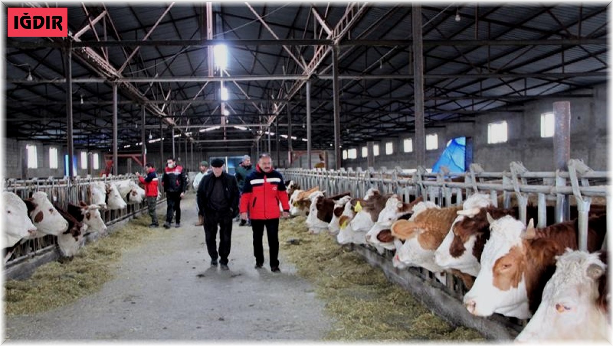 Iğdır'da hayvanlar için aşılama çalışmaları devam ediyor