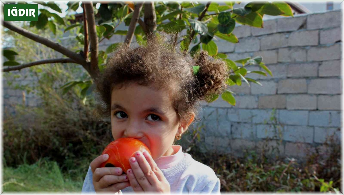 Iğdır'da ilk defa cennet hurması yetiştirildi, hasadı yüz güldürdü