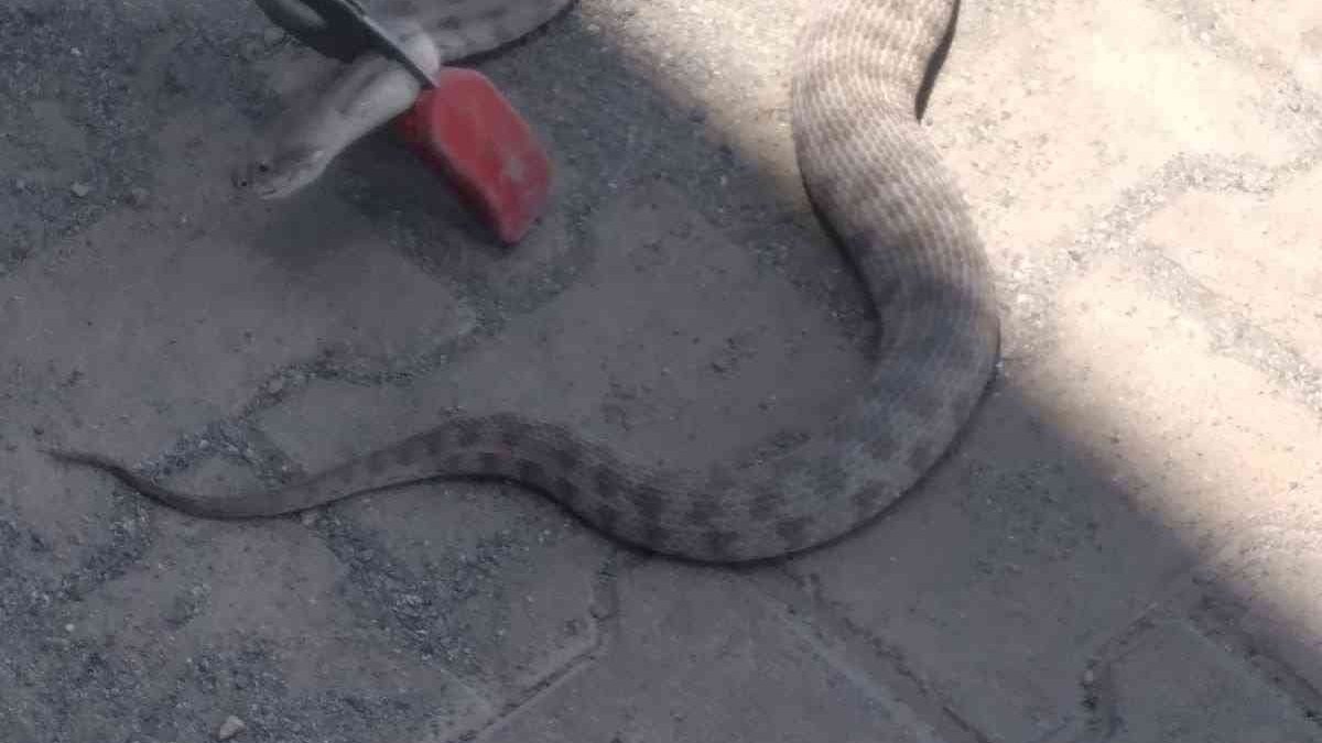 Iğdır'da iş yerine giren engerek yılanı korkuttu