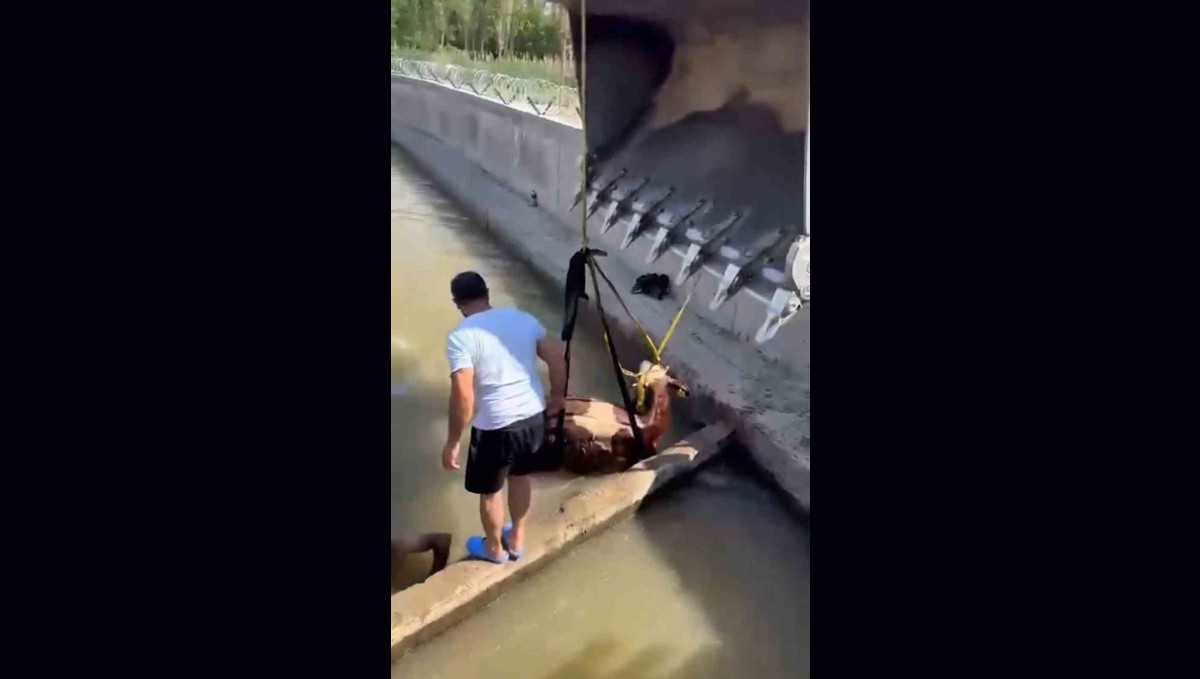 Iğdır'da kanala düşen inek kepçe ile kurtarıldı