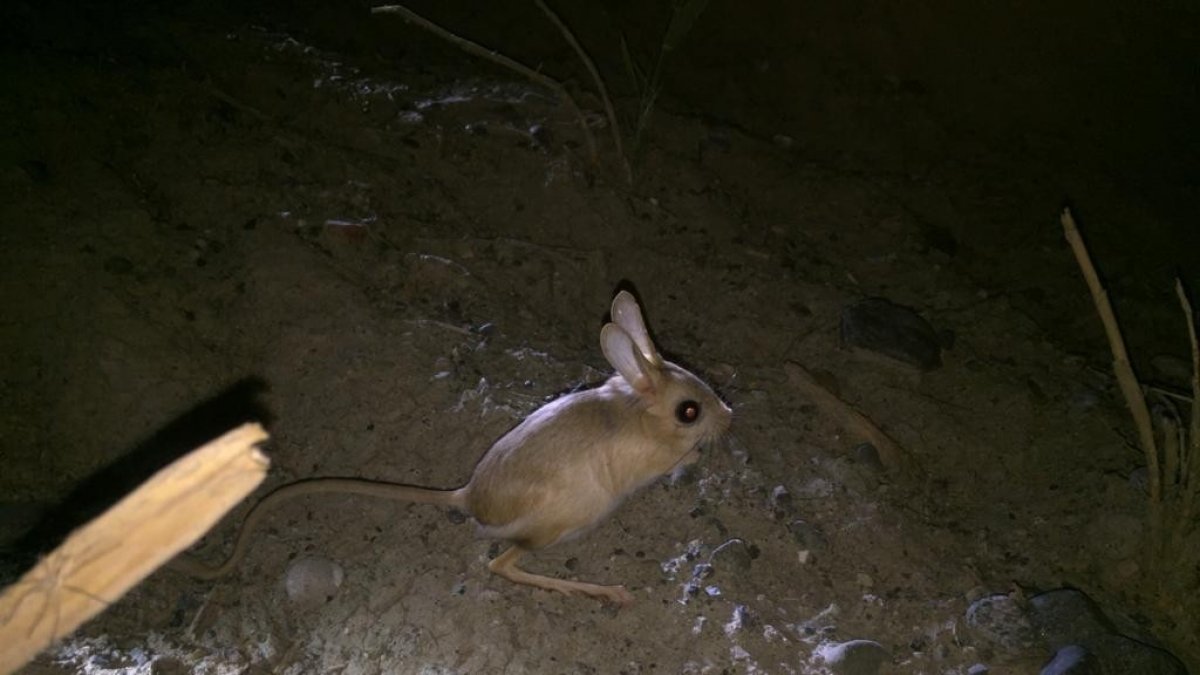 Iğdır'da kanguru faresi görüntülendi