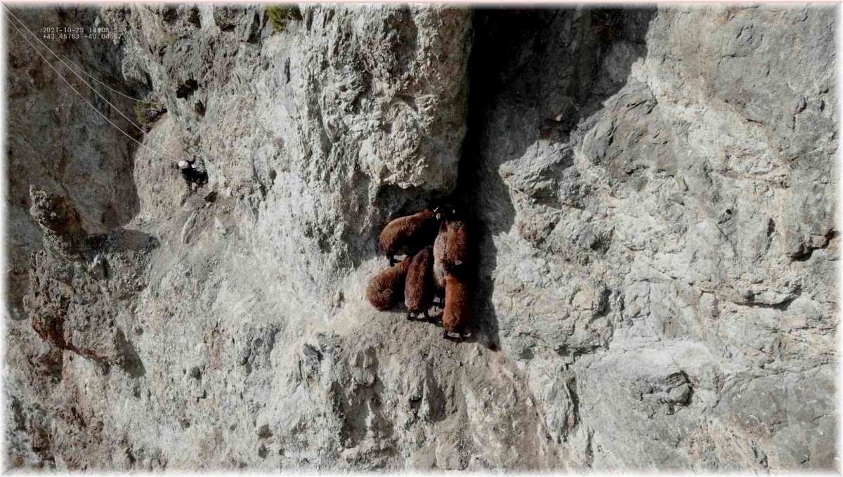 Iğdır'da kaybolan 8 küçükbaş hayvan drone ile bulundu