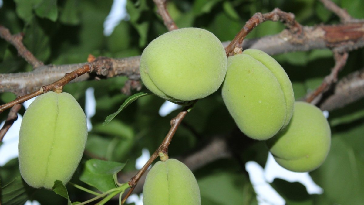 Iğdır'da kayısı ağaçlarında yetişen çağlalara ilgi büyük