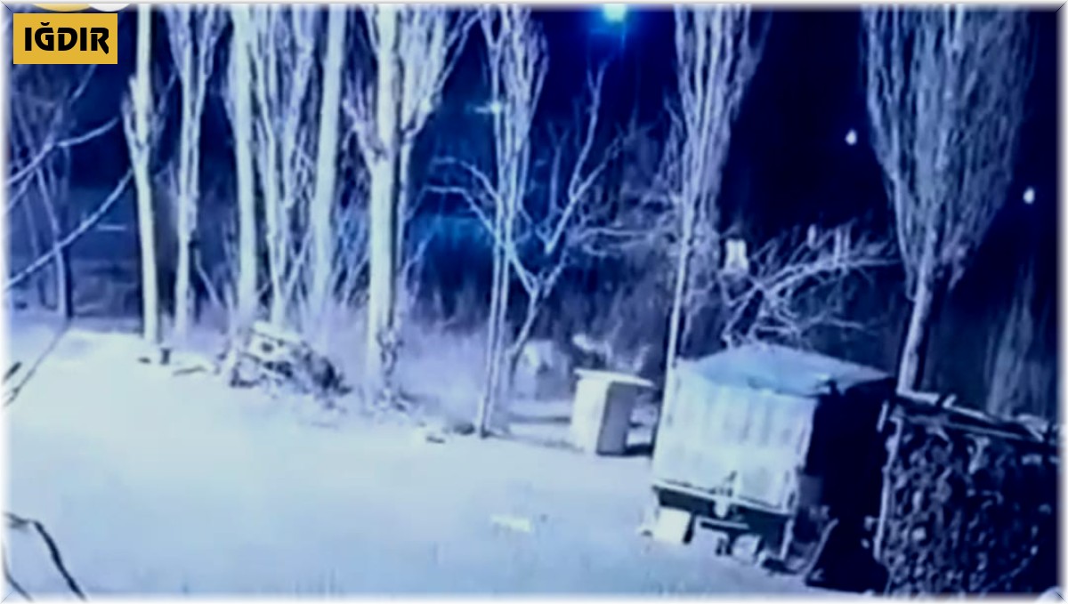 Iğdır'da köye inen 6 aç kurt, köpeği parçaladı