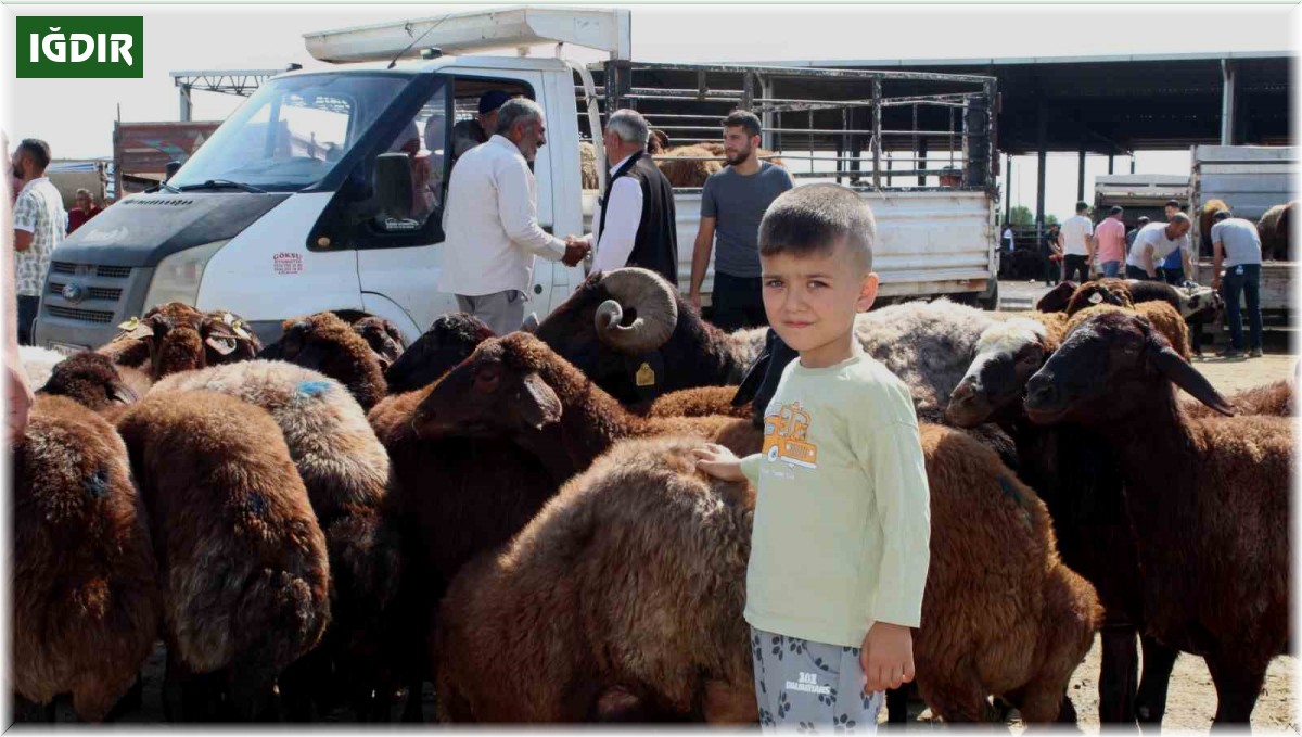 Iğdır'da Kurban Bayramı'na saatler kala kurbanlık satışı devam ediyor