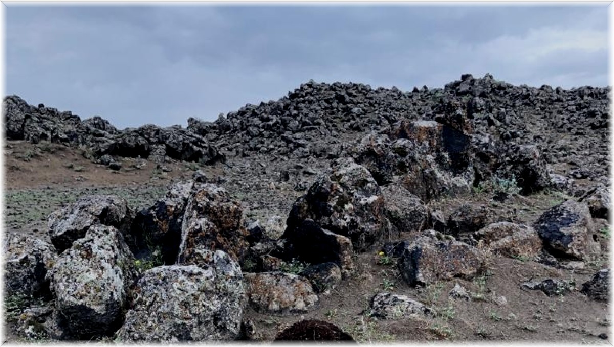 Iğdır'da kurtlar 17 koyunu telef etti