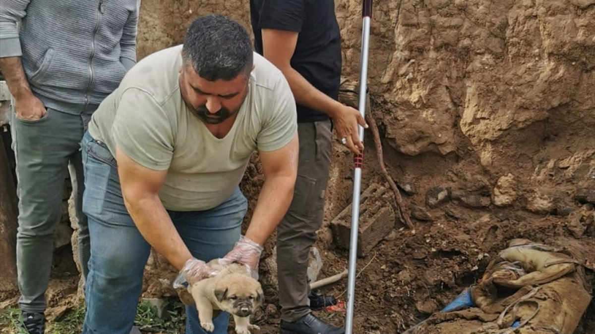 Iğdır'da kuyuya düşen 4 köpek yavrusu kurtarıldı