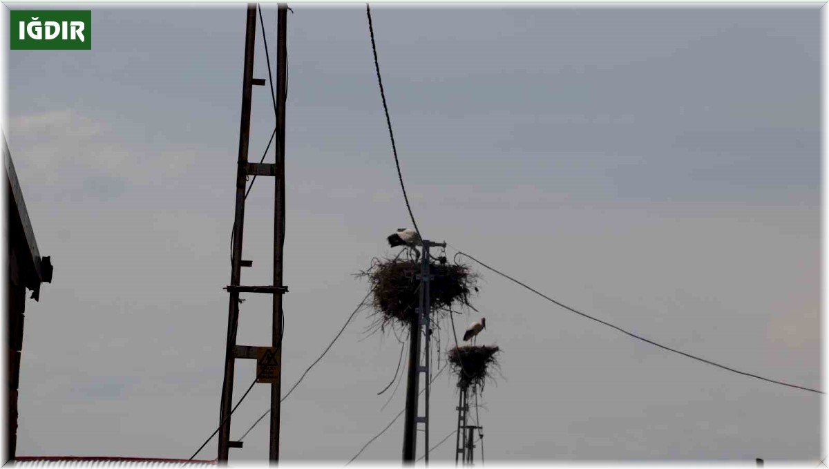Iğdır'da leylek yuvasının hane sayısından çok olduğu köy havadan görüntülendi